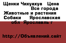 Щенки Чихуахуа › Цена ­ 12000-15000 - Все города Животные и растения » Собаки   . Ярославская обл.,Ярославль г.